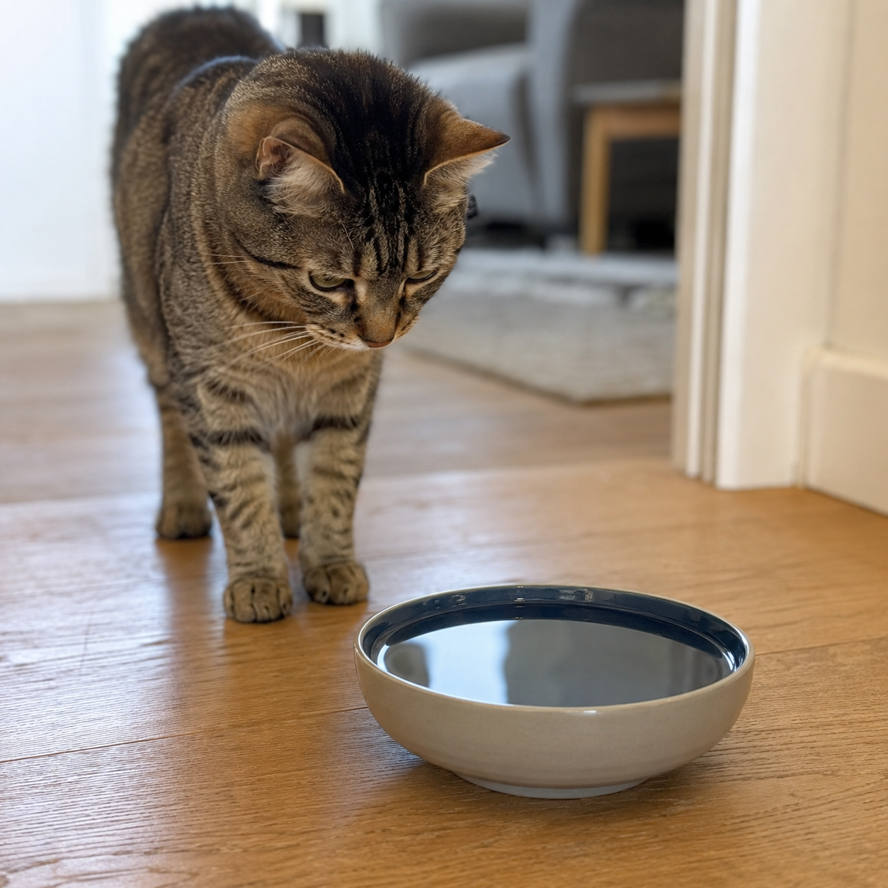 Katze sitzt vor einem gefüllten Wassernapf