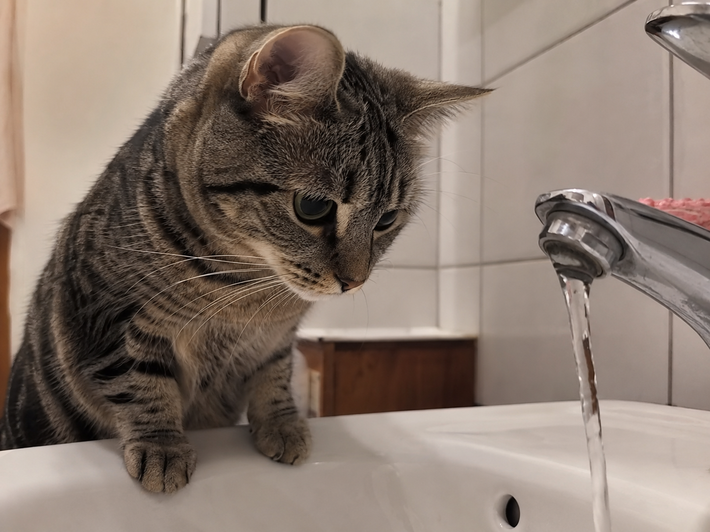 Katze beobachtet fließendes Wasser im Waschbecken